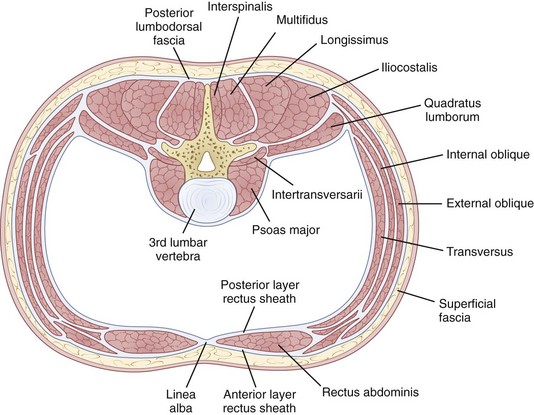 Tva transverse online abdominis