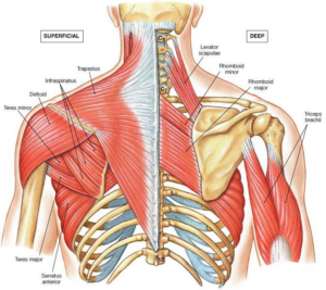 Upper trapezius muscle