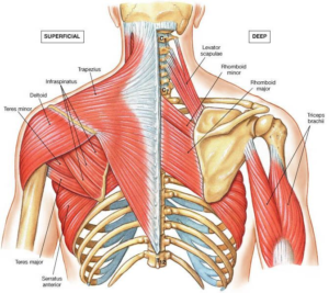 trapezius stretches