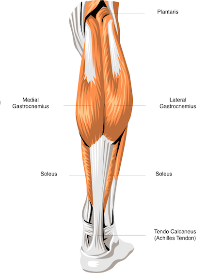 Train your calf muscles to slow down the ageing process - Human Movement