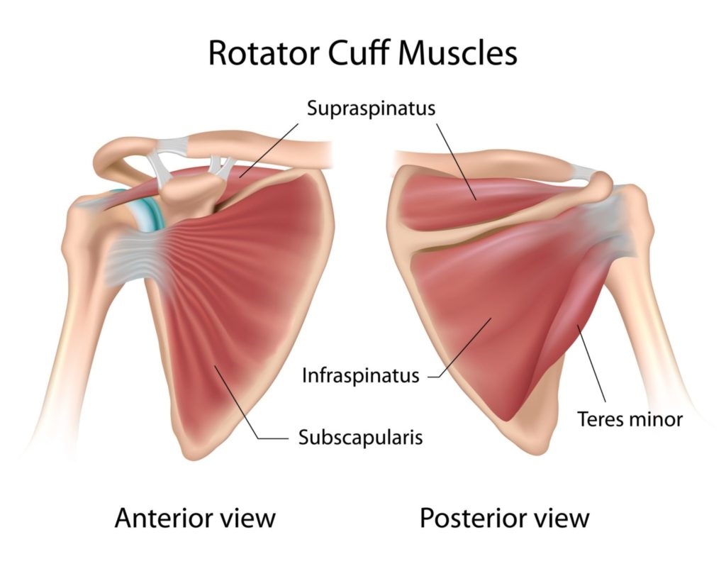 Painful internal deals rotation of shoulder