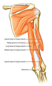 How to rehab your shoulder injury. Part 4 - biceps, triceps and deltoid -  Human Movement