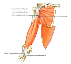 How to rehab your shoulder injury. Part 4 - biceps, triceps and deltoid -  Human Movement