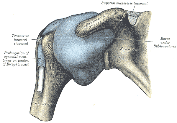Shoulder capsule is mostly affected in frozen shoulder