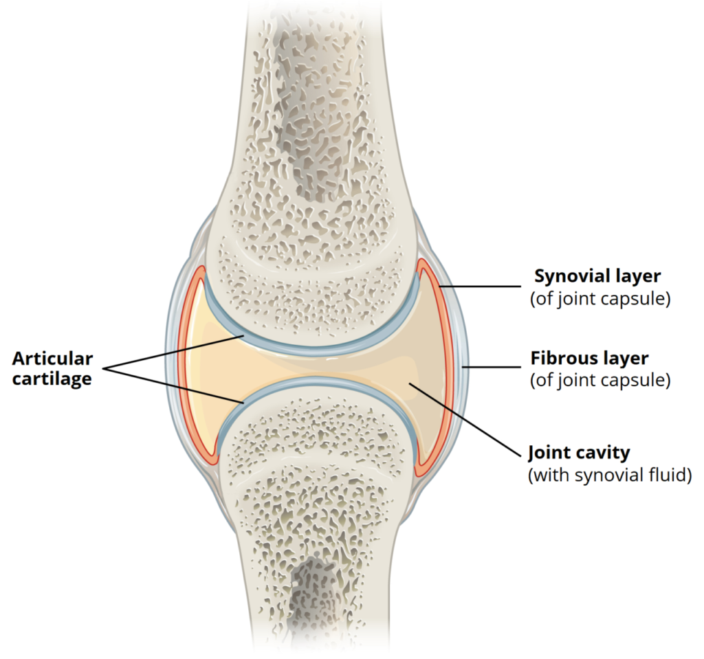 cartilage and joint capsule of knee