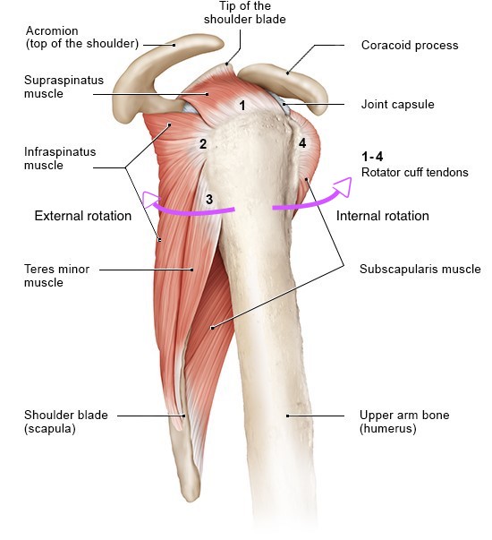 Why tight muscles aren't the problem and what is - Human Movement