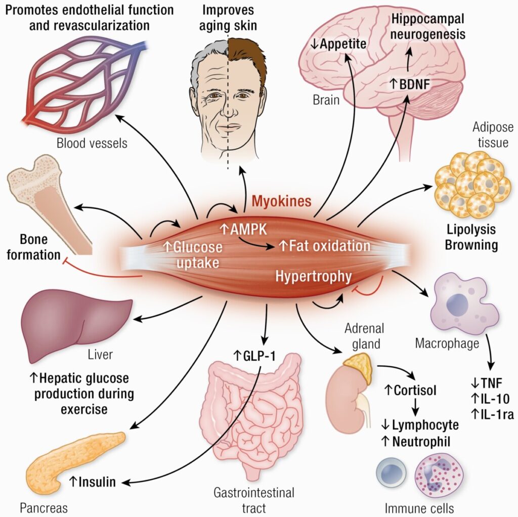 effect of myokines in the body