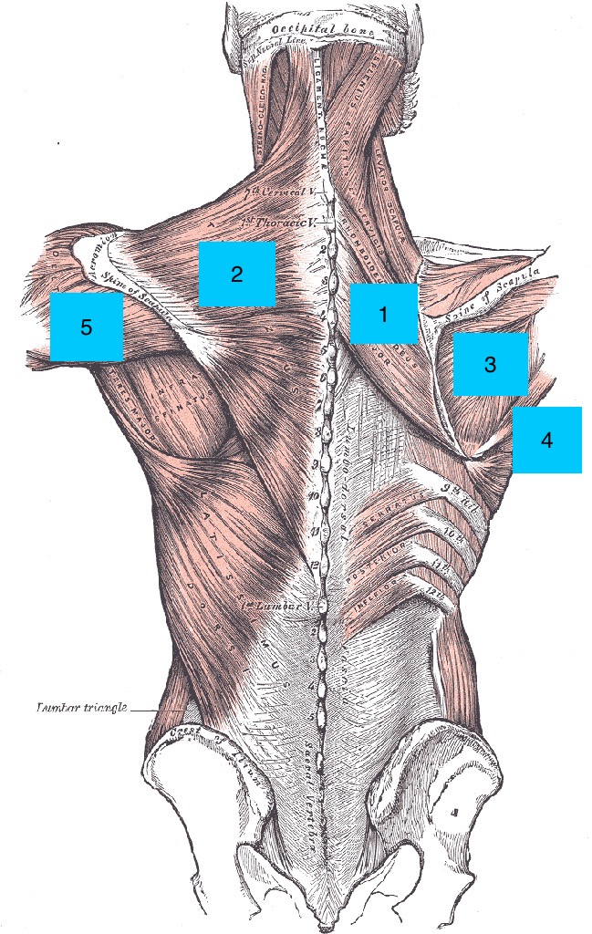 muscles involved in lead shoulder issues in the golf swing