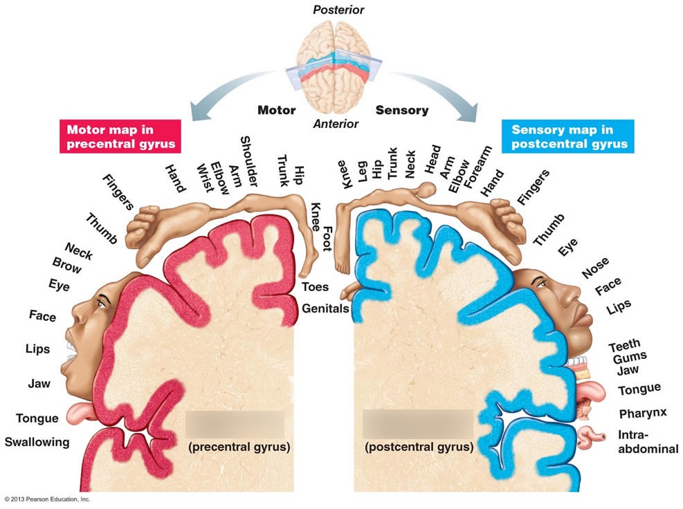 cerebral cortex