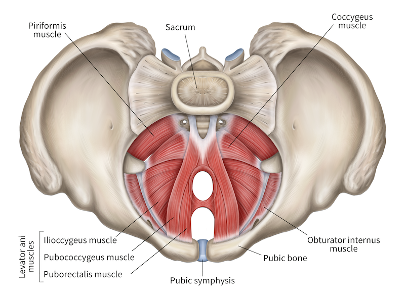pelvic floor muscles